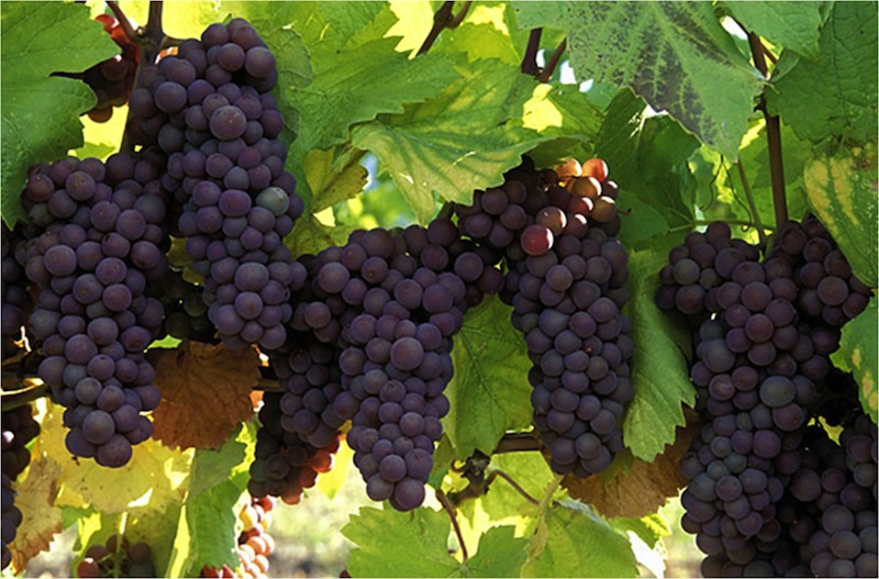 Photo of a vineyard